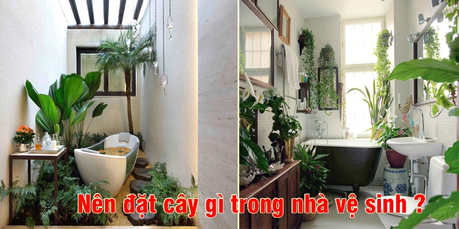 nen-dat-cay-gi-trong-nha-ve-sinh